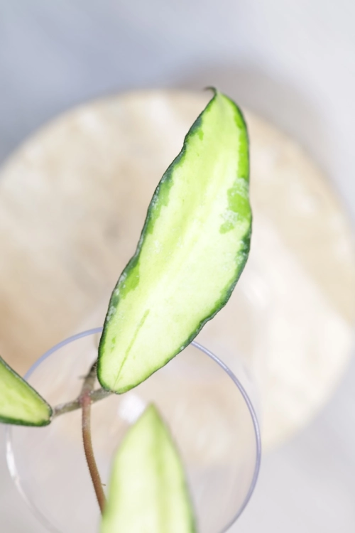 Hoya Phuwuaensis Variegata