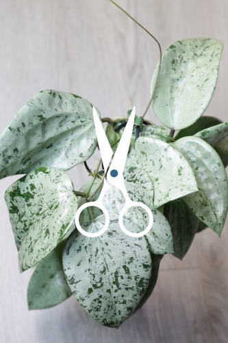 Hoya Glabra Silver