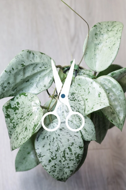 Hoya Glabra Silver