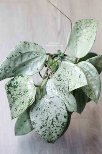 Hoya Glabra Silver