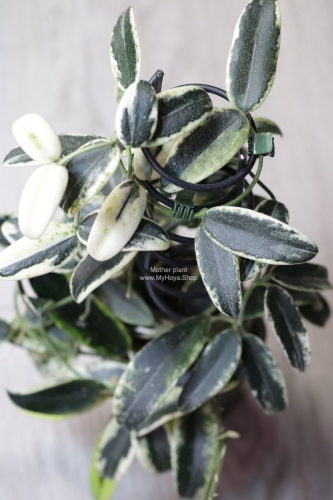 Hoya Lyi Prism Albomarginata