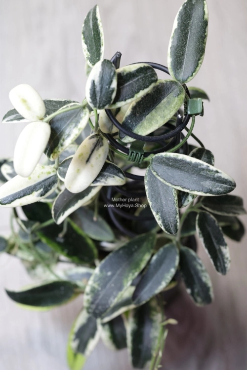 Hoya Lyi Prism Albomarginata
