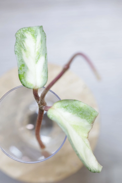 Hoya Carnosa Argentea Princess