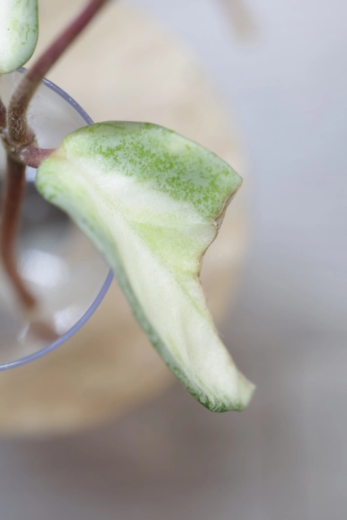 Hoya Carnosa Argentea Princess