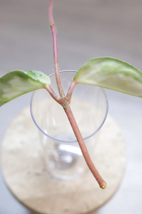 Hoya Carnosa Argentea Princess