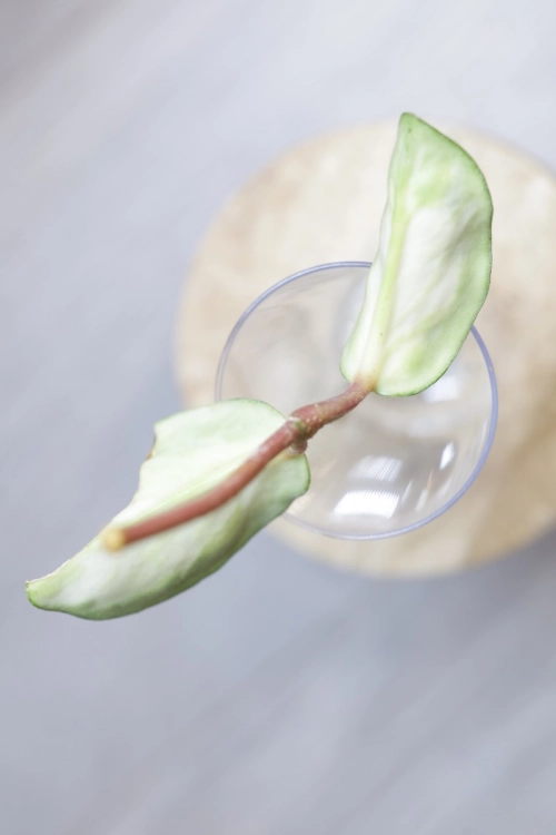 Hoya Carnosa Argentea Princess