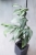 Hoya Amicabilis Silver