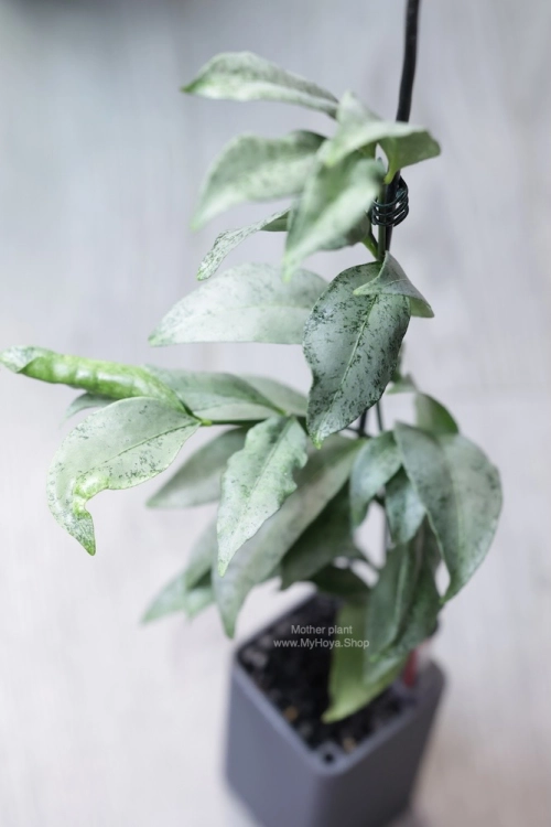 Hoya Amicabilis Silver