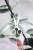 Hoya Lima Silver