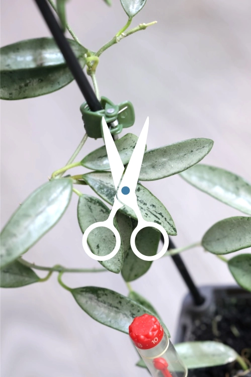 Hoya Lima Silver