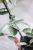 Hoya Lima Silver