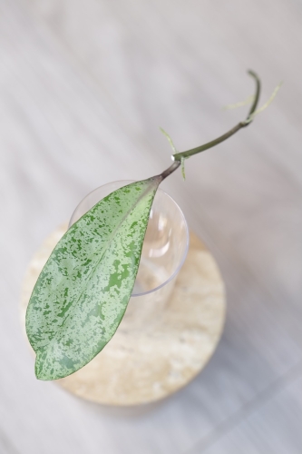 Hoya Fulgenta