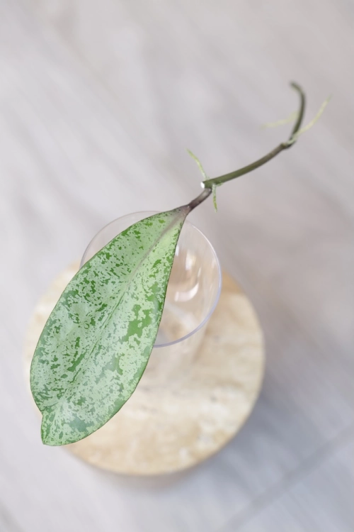 Hoya Fulgenta