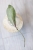 Hoya Fulgenta