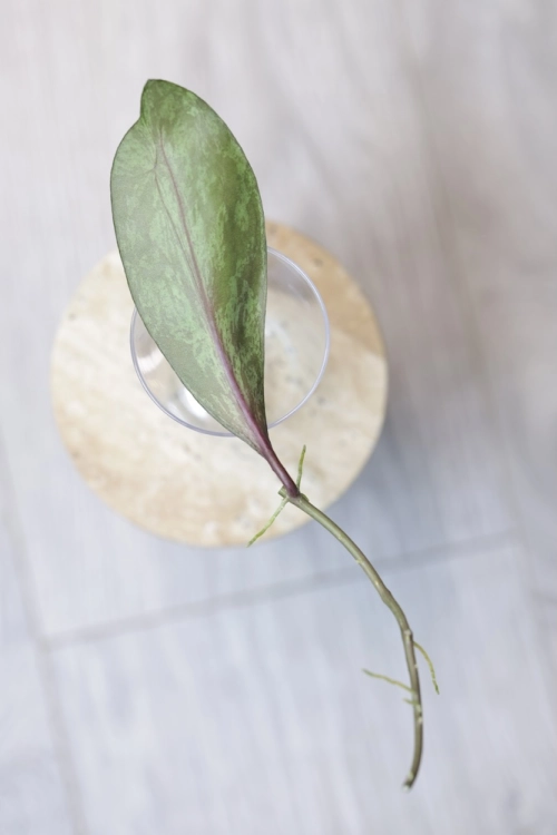 Hoya Fulgenta