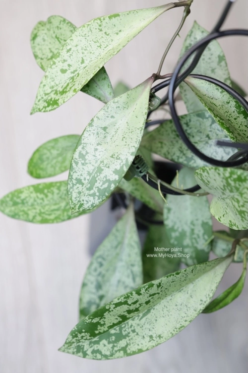 Hoya Fulgenta