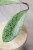 Hoya Fulgenta (H. Nicholsoniae Ghost x H. sp. Gunung Gading)
