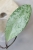 Hoya Fulgenta (H. Nicholsoniae Ghost x H. sp. Gunung Gading)
