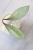Hoya Fulgenta (H. Nicholsoniae Ghost x H. sp. Gunung Gading)