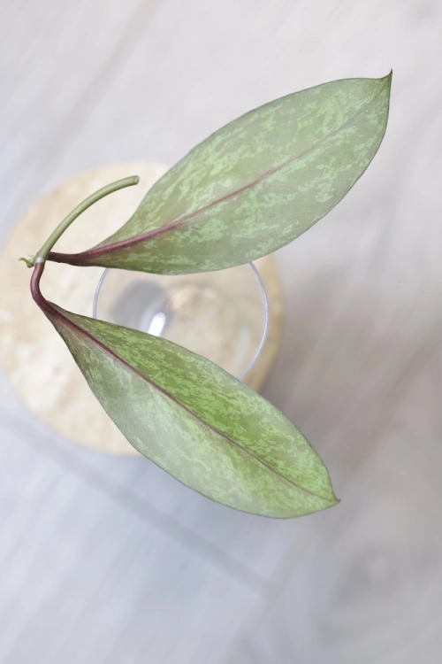 Hoya Fulgenta (H. Nicholsoniae Ghost x H. sp. Gunung Gading)