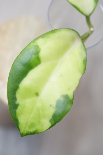 Hoya Mindorensis Variegata
