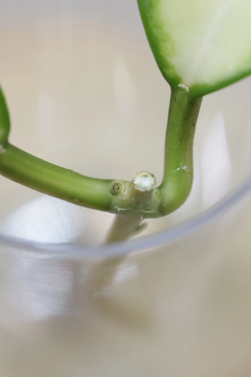 Hoya Mindorensis Variegata