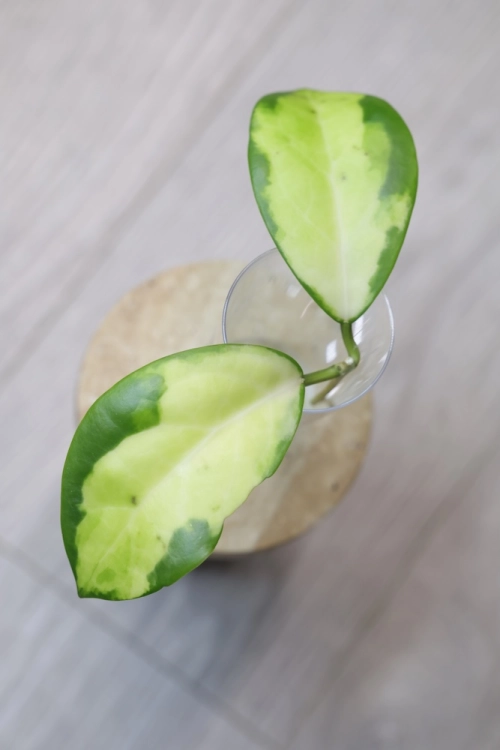 Hoya Mindorensis Variegata