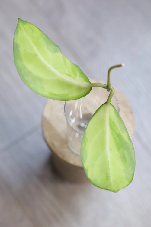 Hoya Mindorensis Variegata