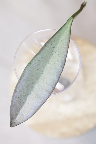 Hoya Argentella Luna (H. Kentiana X H. Lamingtoniae)