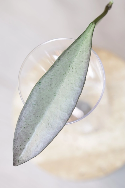 Hoya Argentella Luna (H. Kentiana X H. Lamingtoniae)