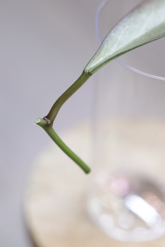 Hoya Argentella Luna (H. Kentiana X H. Lamingtoniae)