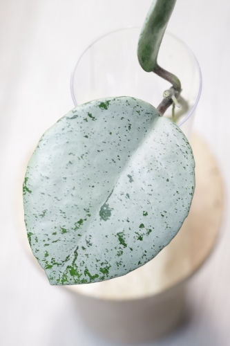 Hoya Carnosa Stardust Silver (TPQ-030)