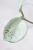 Hoya Carnosa Stardust Silver (TPQ-030)