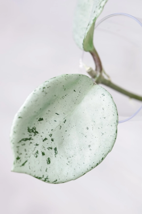 Hoya Carnosa Stardust Silver (TPQ-030)