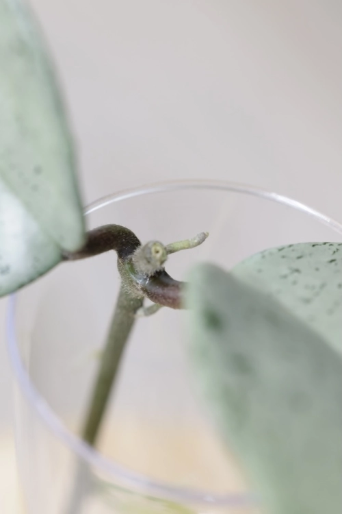 Hoya Carnosa Stardust Silver (TPQ-030)