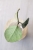Hoya Carnosa Stardust Silver (TPQ-030)
