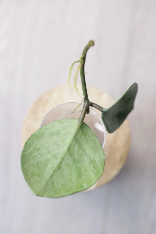 Hoya Carnosa Stardust Silver (TPQ-030)