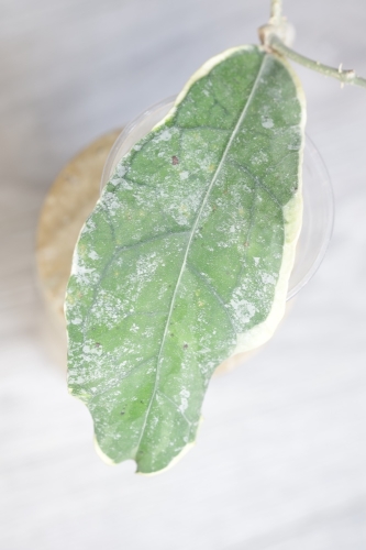 Hoya Peninsularis Variegated (sp. Perak ‘Teddy Bear’)