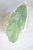Hoya Peninsularis Variegated (sp. Perak ‘Teddy Bear’)