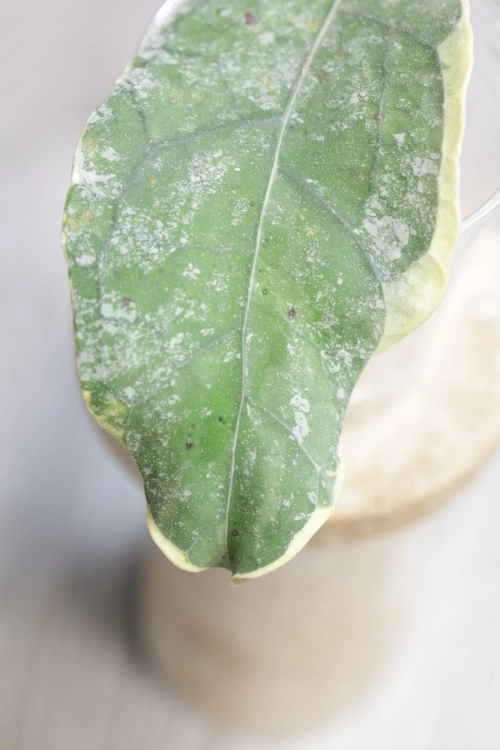 Hoya Peninsularis Variegated (sp. Perak ‘Teddy Bear’)