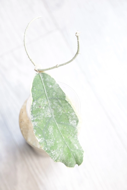 Hoya Peninsularis Variegated (sp. Perak ‘Teddy Bear’)