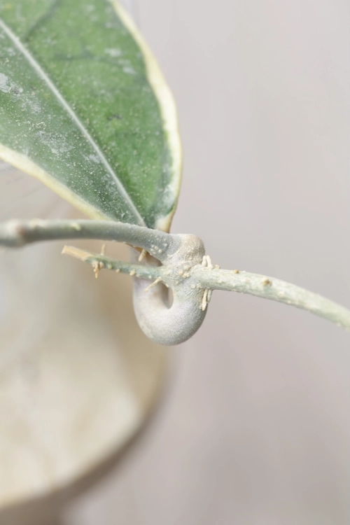 Hoya Peninsularis Variegated (sp. Perak ‘Teddy Bear’)