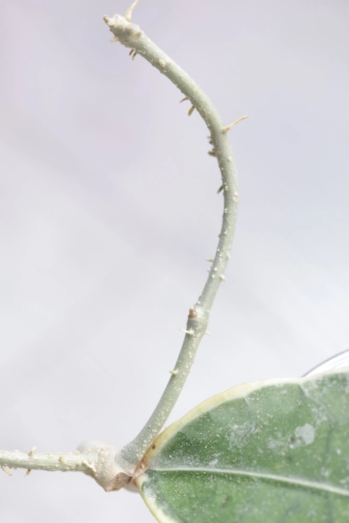 Hoya Peninsularis Variegated (sp. Perak ‘Teddy Bear’)