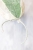 Hoya Peninsularis Variegated (sp. Perak ‘Teddy Bear’)