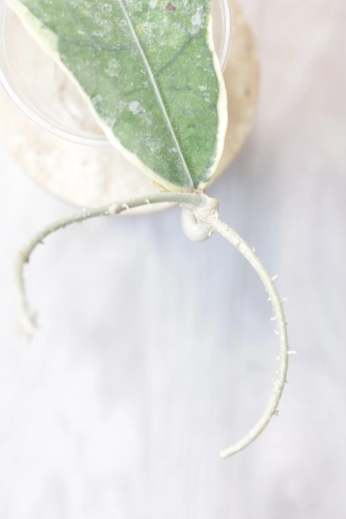 Hoya Peninsularis Variegated (sp. Perak ‘Teddy Bear’)