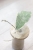 Hoya Peninsularis Variegated (sp. Perak ‘Teddy Bear’)