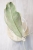 Hoya Peninsularis Variegated (sp. Perak ‘Teddy Bear’)