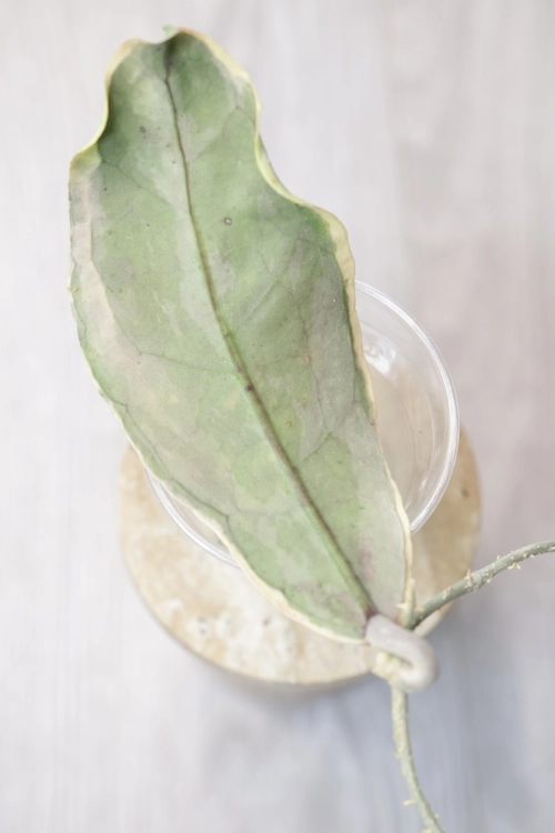 Hoya Peninsularis Variegated (sp. Perak ‘Teddy Bear’)