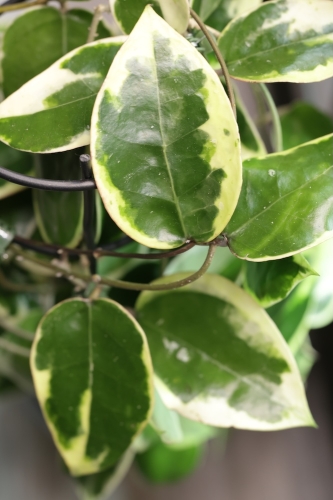 Hoya Panglai Albomarignata