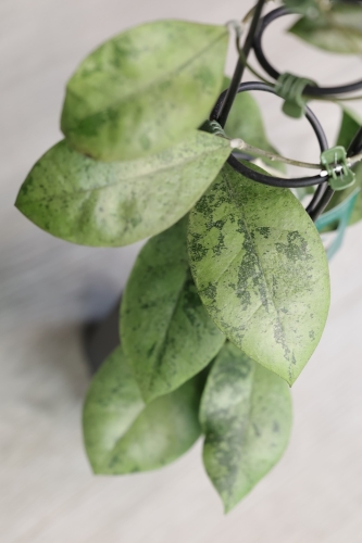 Hoya sp. Kalbar Silver